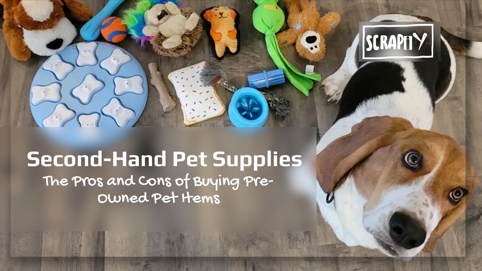 Second Hand Pet Supplies The Pros and Cons of Buying Pre Owned Pet It Scrapiy