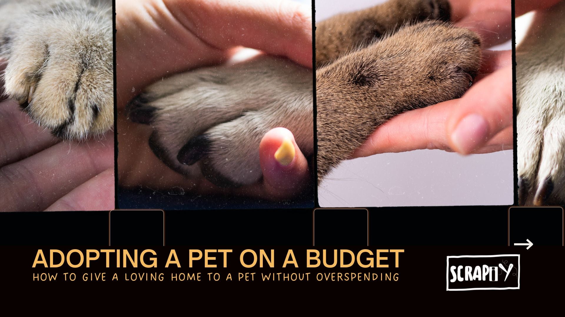 Adopting a Pet on a Budget: How to Give a Loving Home to a Pet Without Overspending