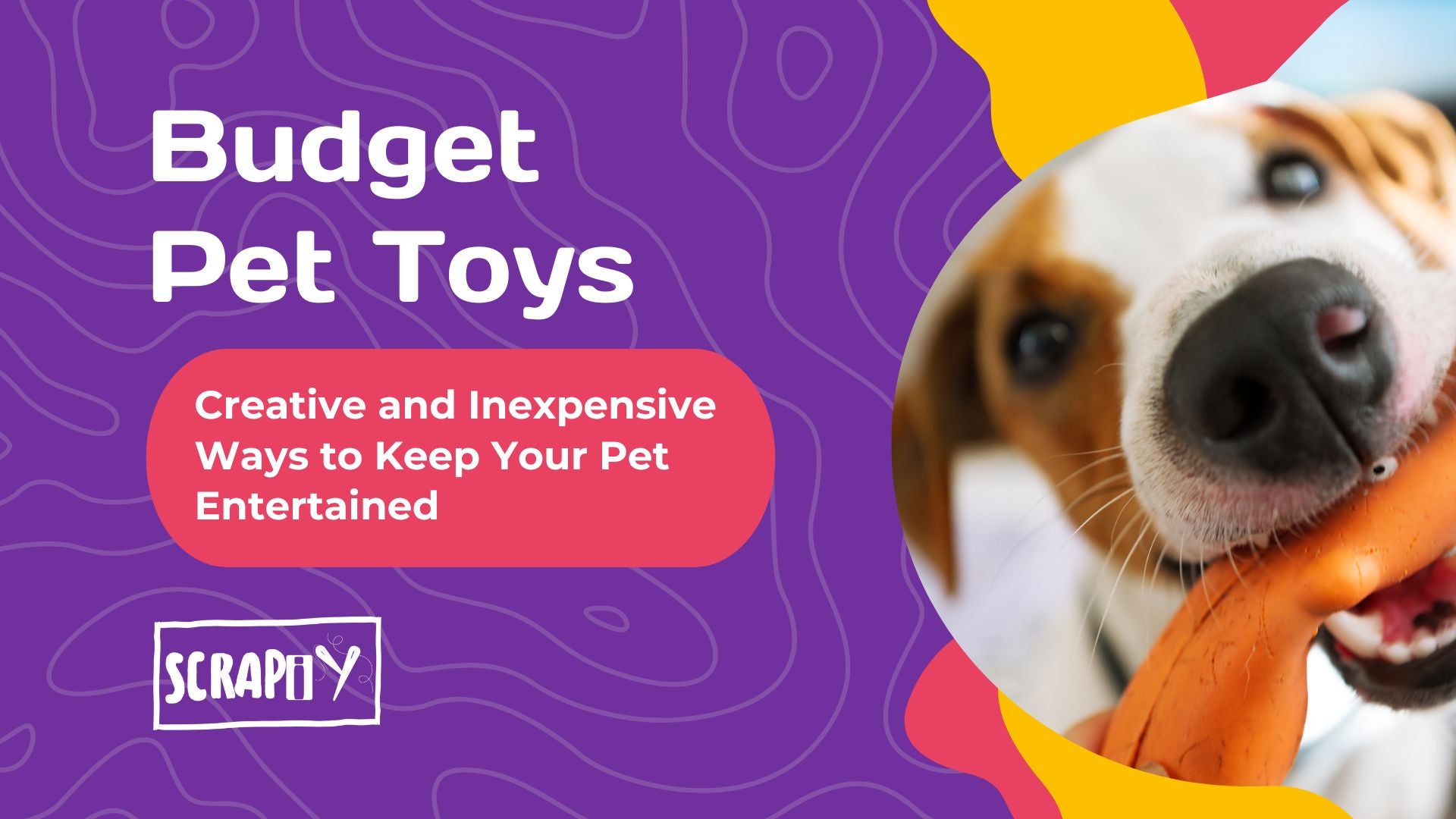 Budget Pet Toys: Creative and Inexpensive Ways to Keep Your Pet Entertained