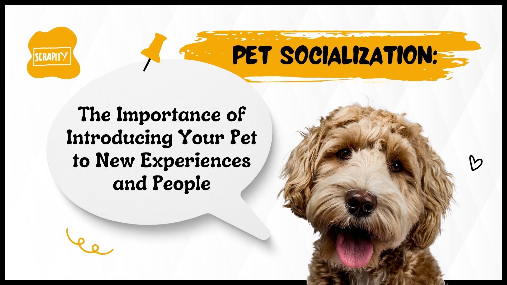 Pet Socialization: The Importance of Introducing Your Pet to New Experiences and People