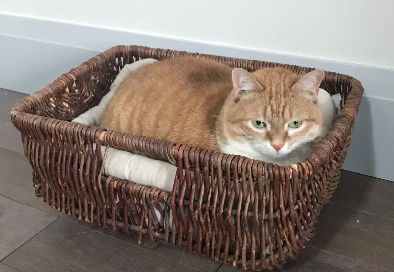 Cat Bed - Basket