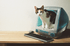 Cat Bed - Computer