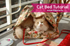 Cat Bed - Curtain