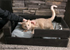 Cat Bed - Pallet