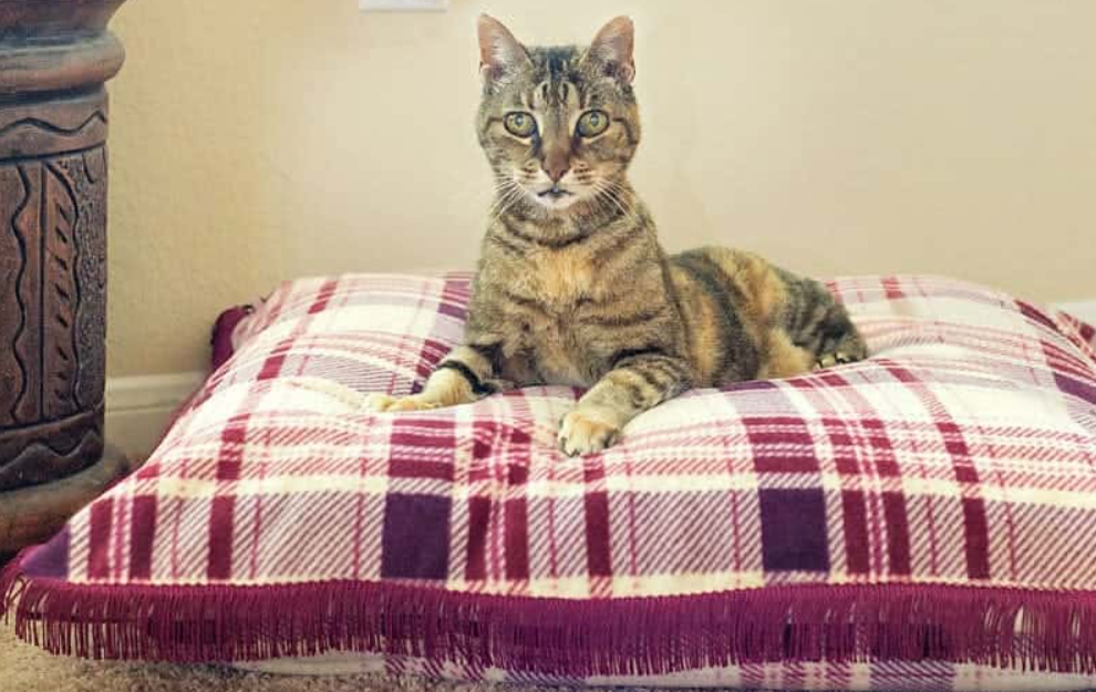 Cat Bed - Pillow