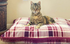 Cat Bed - Pillow