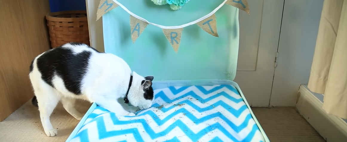 Cat Bed - Suitcase