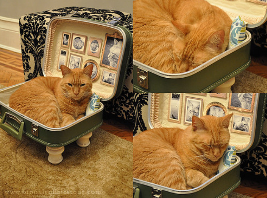 Cat Bed - Suitcase