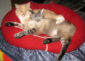 Cat Bed - Sweater