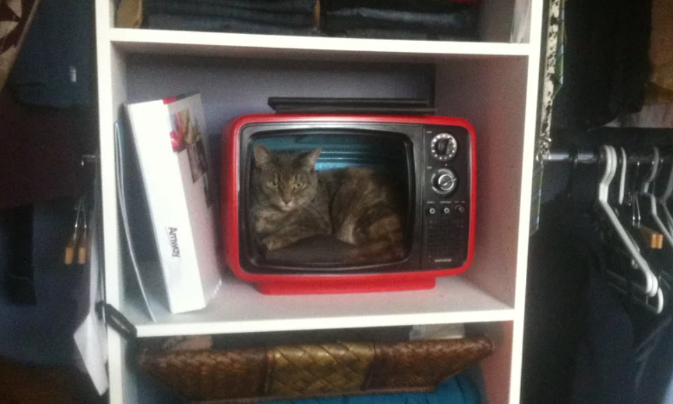 Cat Bed - TV