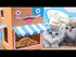 Cat Cafe - Cardboard