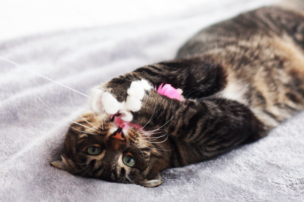Cat Feather Toy - Hanger