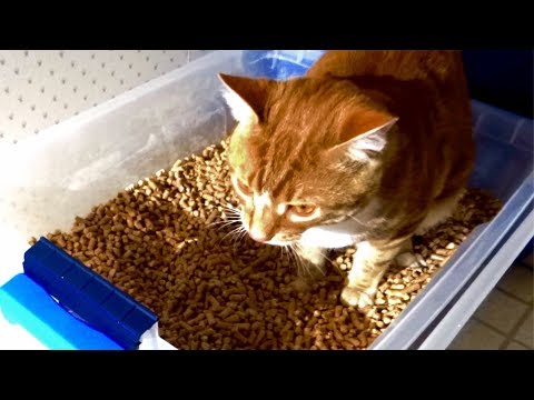 Cat Litter Box - Plastic Box