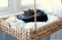 Cat Perch - Basket Tray