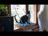 Cat Perch - Tray