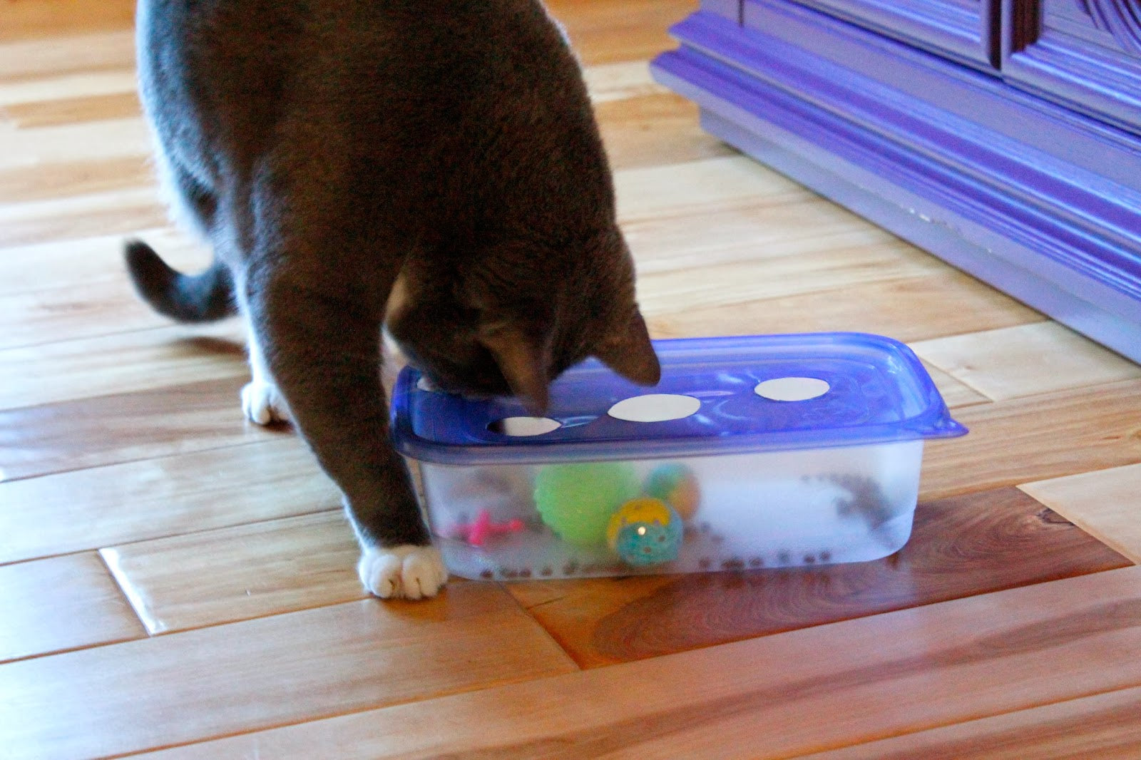 Cat Puzzle - Disposable Food Container