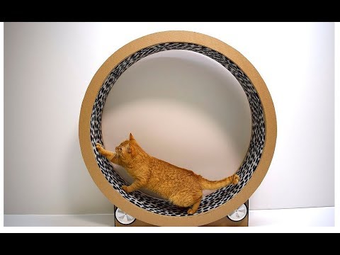 Cat Running Wheel - Cardboard