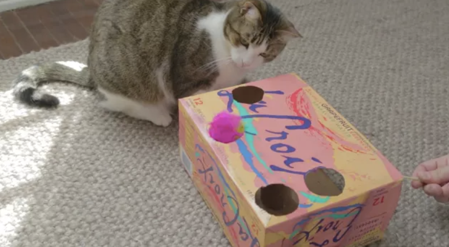 Cat Toy - Cardboard