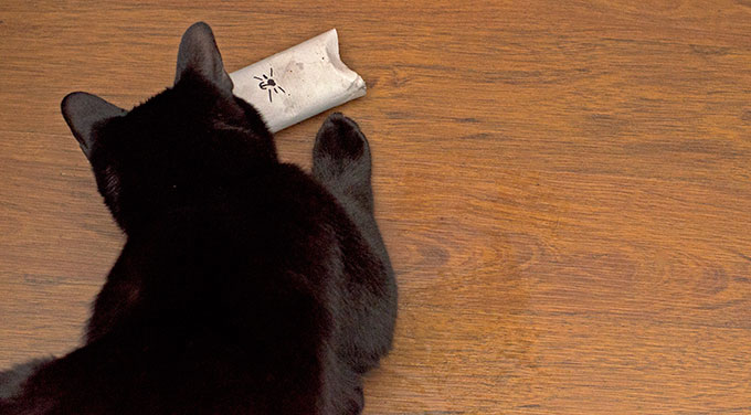 Cat Toy - Toilet Paper Roll