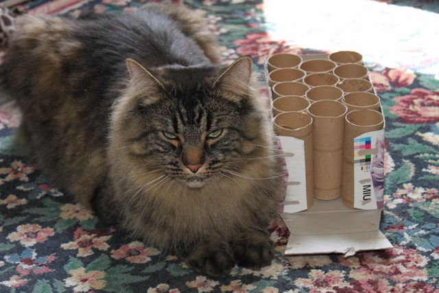Cat Toy - Toilet Paper Roll