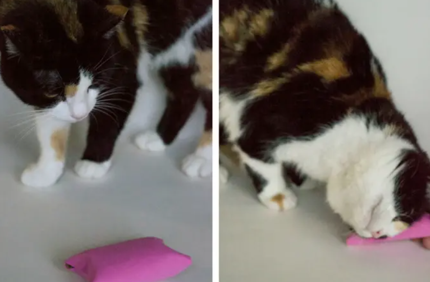 Cat Toy - Toilet Paper Roll