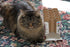 Cat Toy - Toilet Paper Roll
