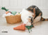 Cat Toy - Toilet Paper Roll