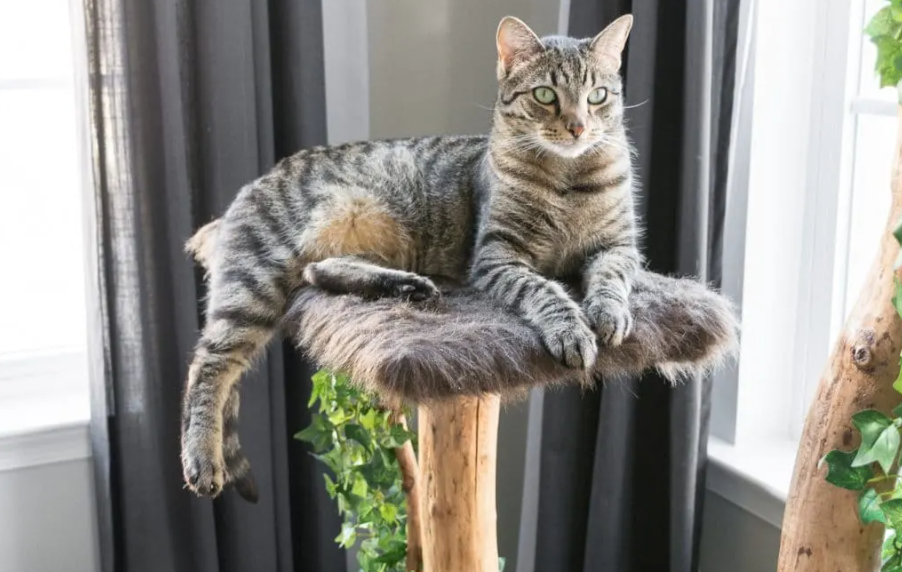 Cat Tree - Tree