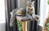 Cat Tree - Tree