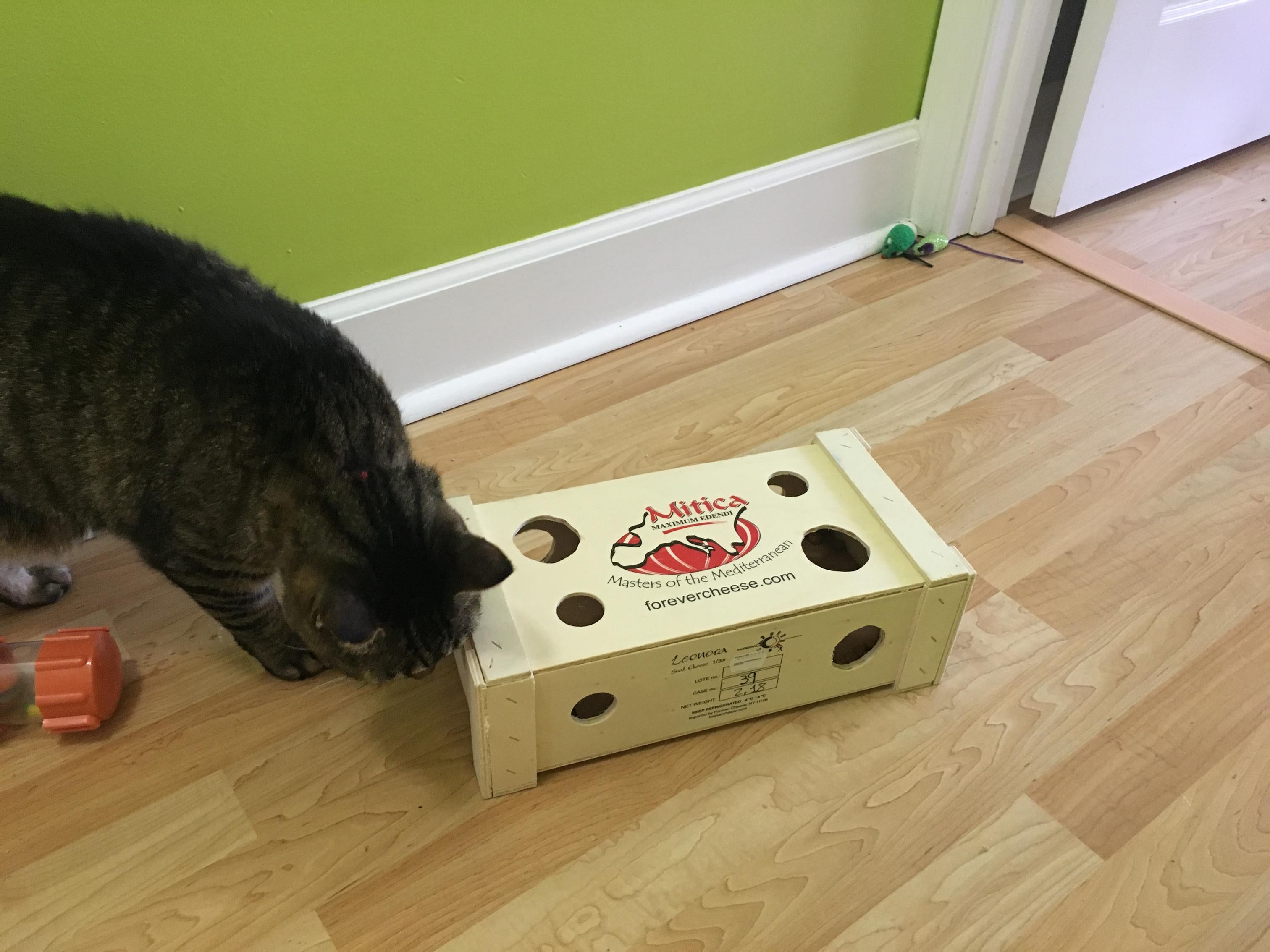 Food Puzzle for Cat - Cardboard