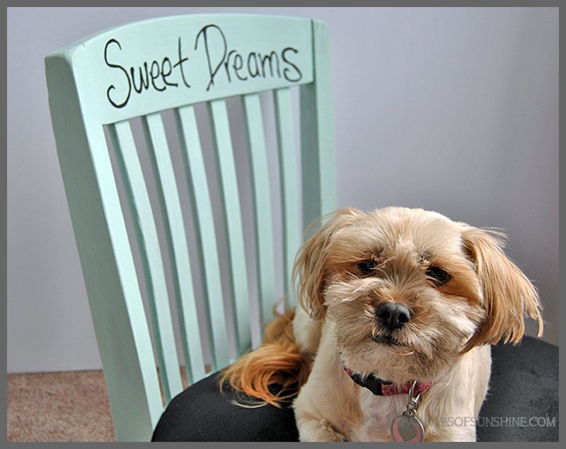 Dog Bed - Chair
