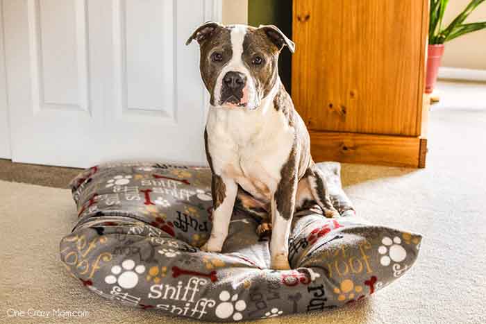 Dog Bed - Pillow
