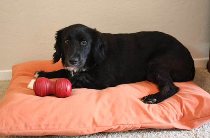 Dog Bed - Pillow