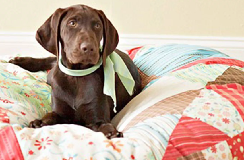 Dog Bed - Quilted