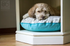Dog Bed - Side Table