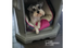 Dog Bed - Side Table