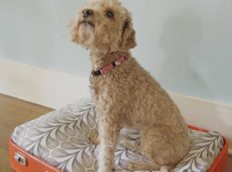 Dog Bed - Suitcase