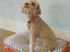 Dog Bed - Suitcase