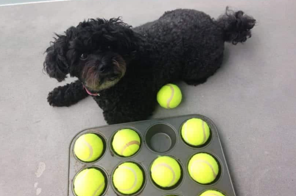 Dog Game - Muffin Tin