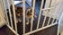 Dog Gate - Crib
