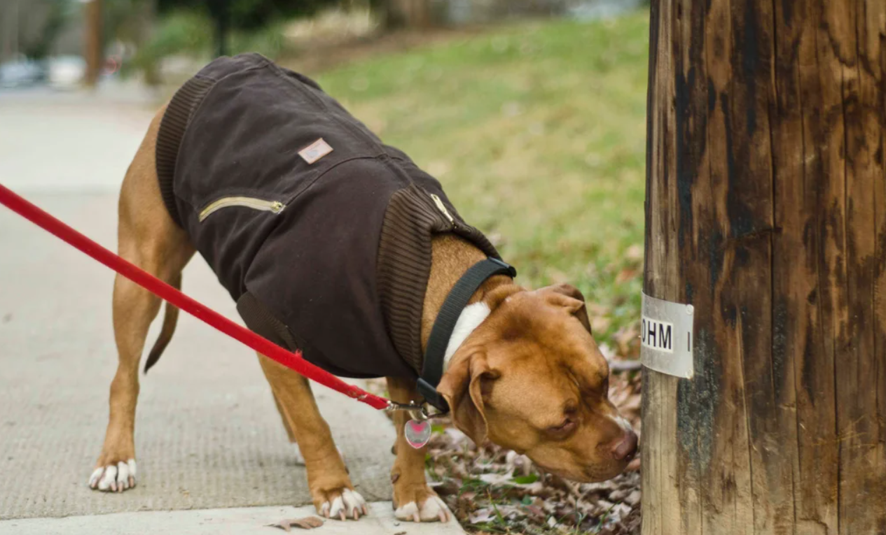 Dog Jacket - Coat