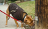 Dog Jacket - Coat