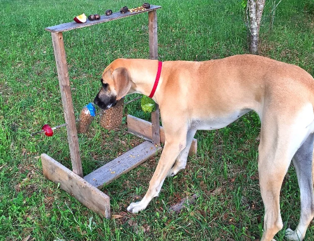 Dog Toy - Plastic Bottle