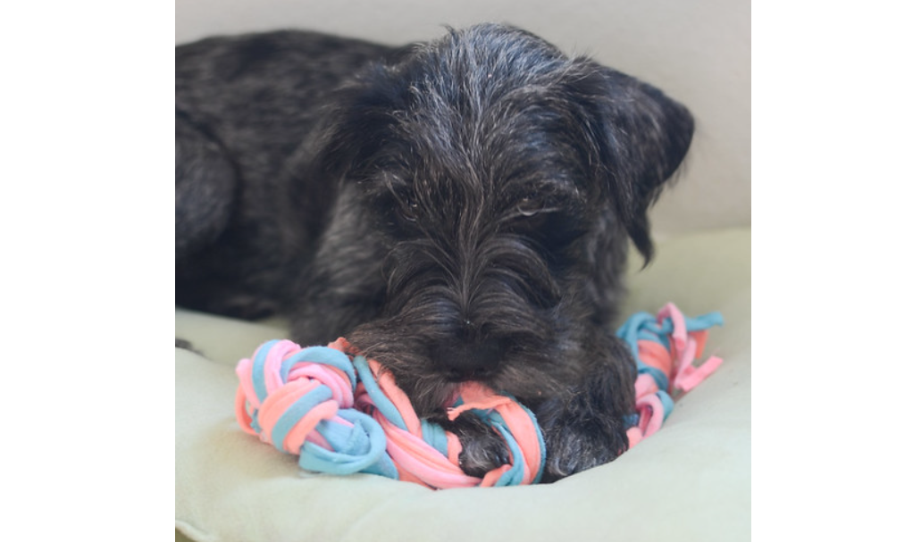 Dog Toy - T Shirt