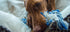 Dog Toy - T Shirt