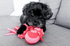 Dog Toy - T Shirt