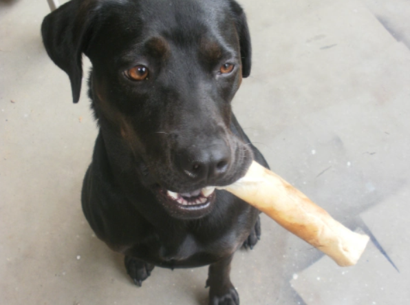 Dog Toy - Toilet Paper Roll