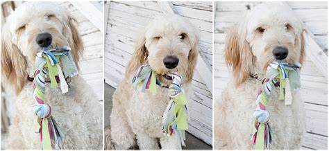 Dog Toy - Towel