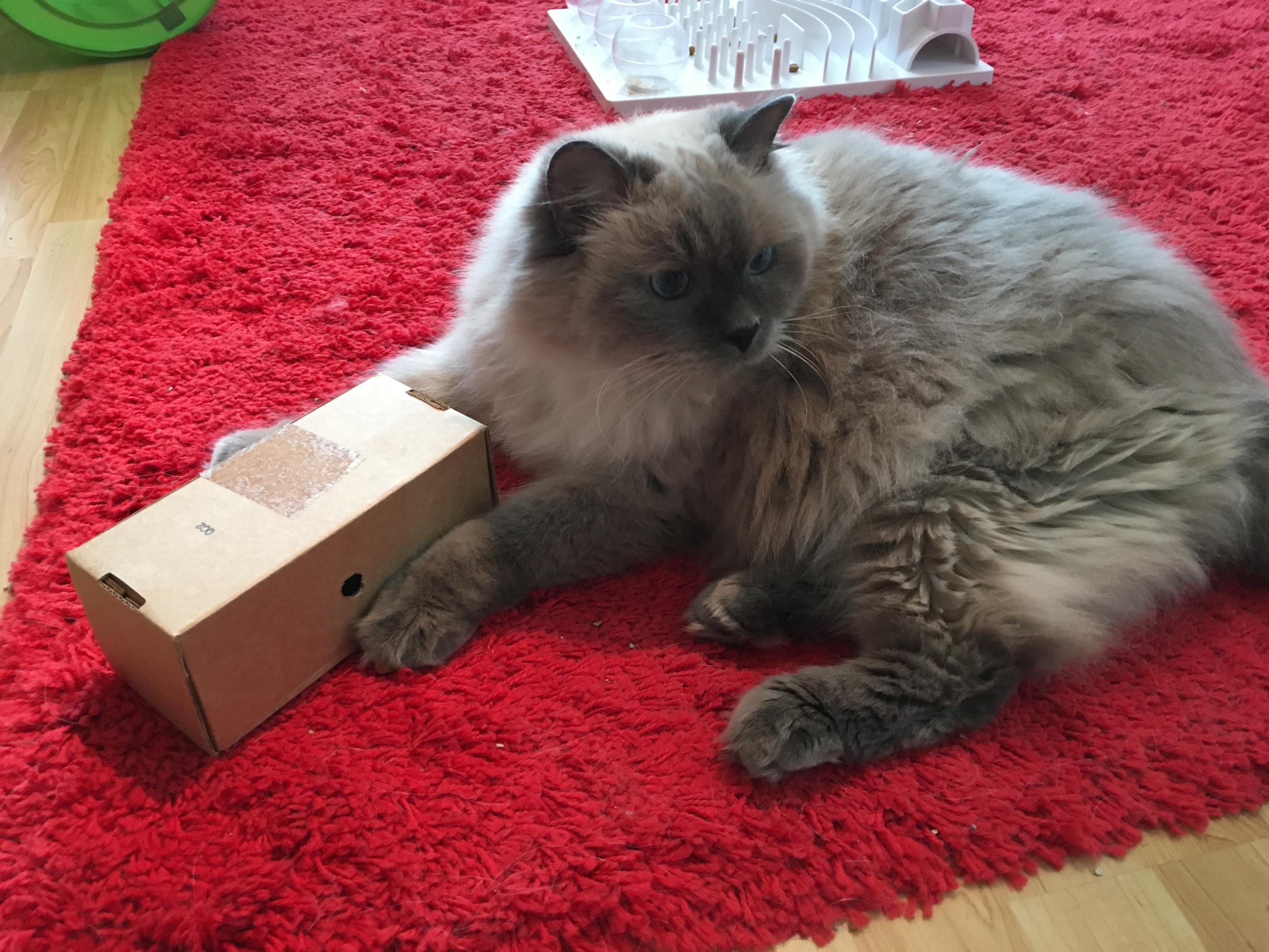 Food Puzzle for Cat - Cardboard