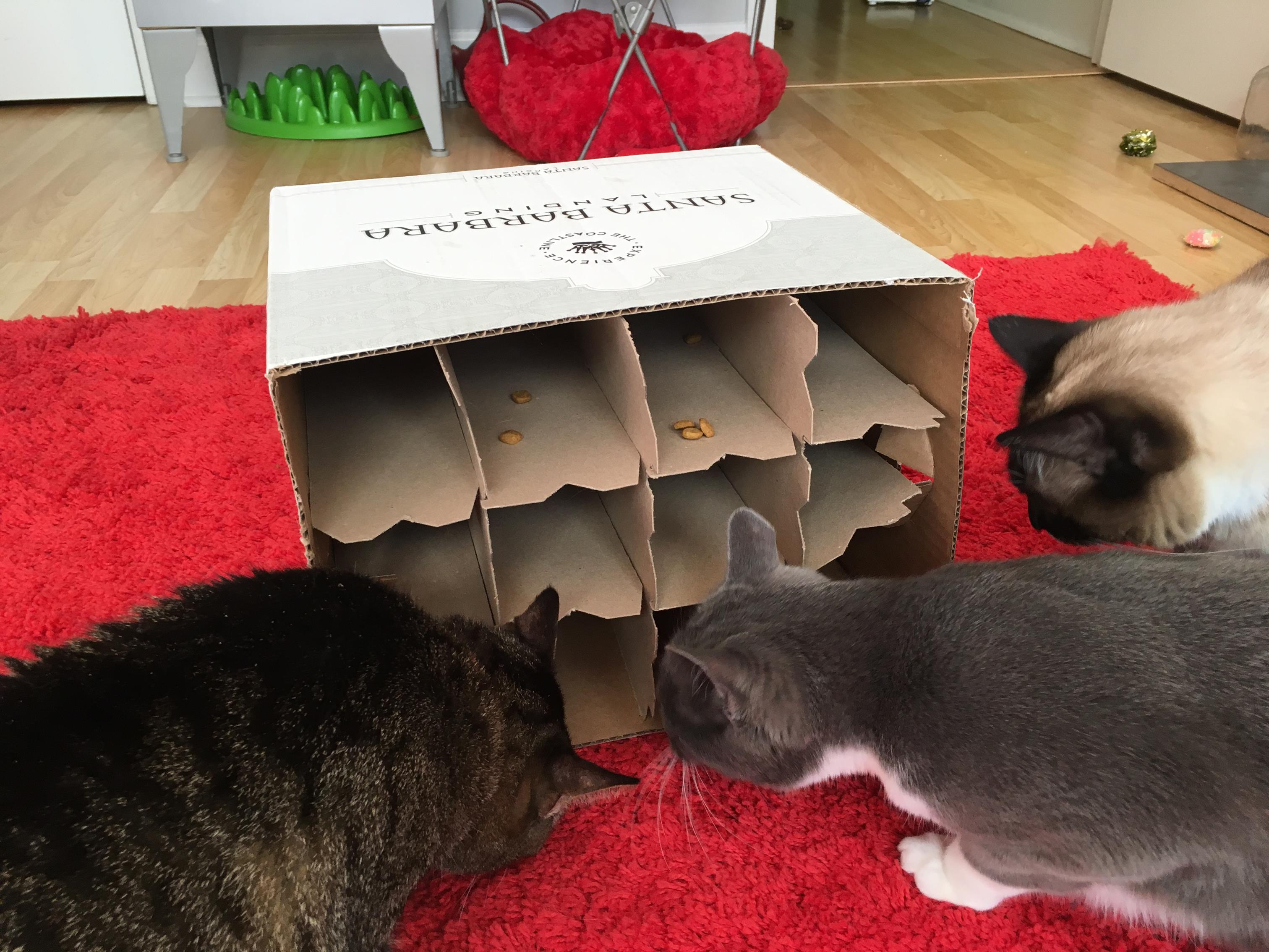 Food Puzzle for Cat - Cardboard